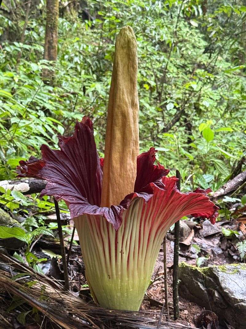 Its Story Begins In Sumatra's Rainforests Its Story Begins In Sumatra's Rainforests