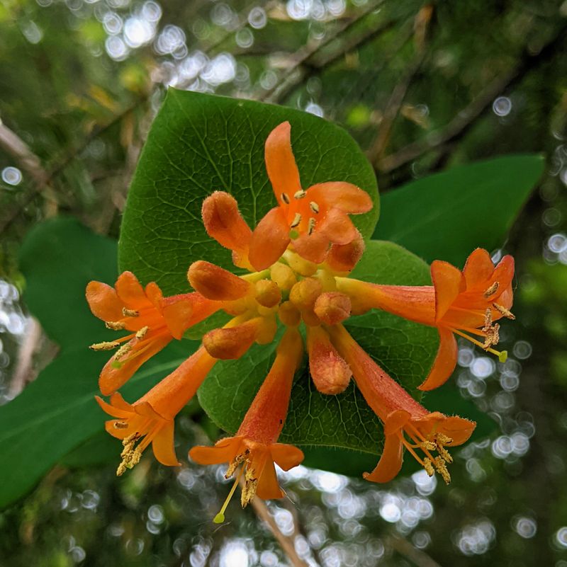 Its Trumpet Flowers Are Prettier Than Gardeners Expect