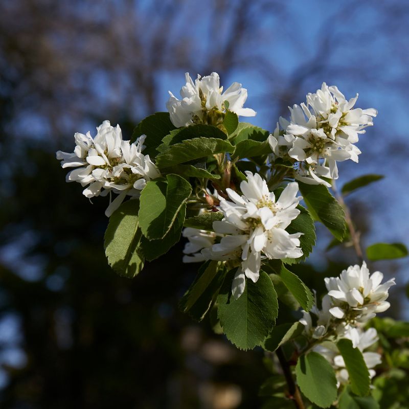 Its White Blooms Add Quiet Beauty To Dark Garden Edges Its White Blooms Add Quiet Beauty To Dark Garden Edges