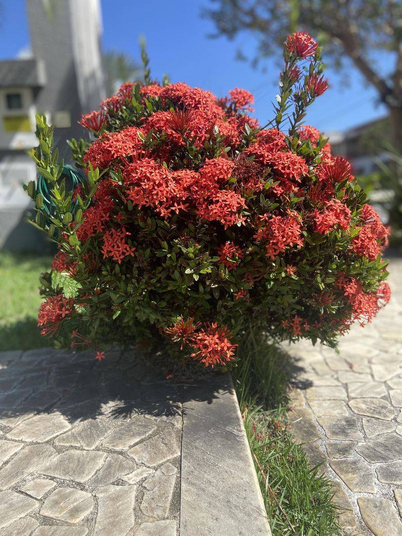 Ixora Keeps Flowering in Florida Heat Ixora Keeps Flowering in Florida Heat