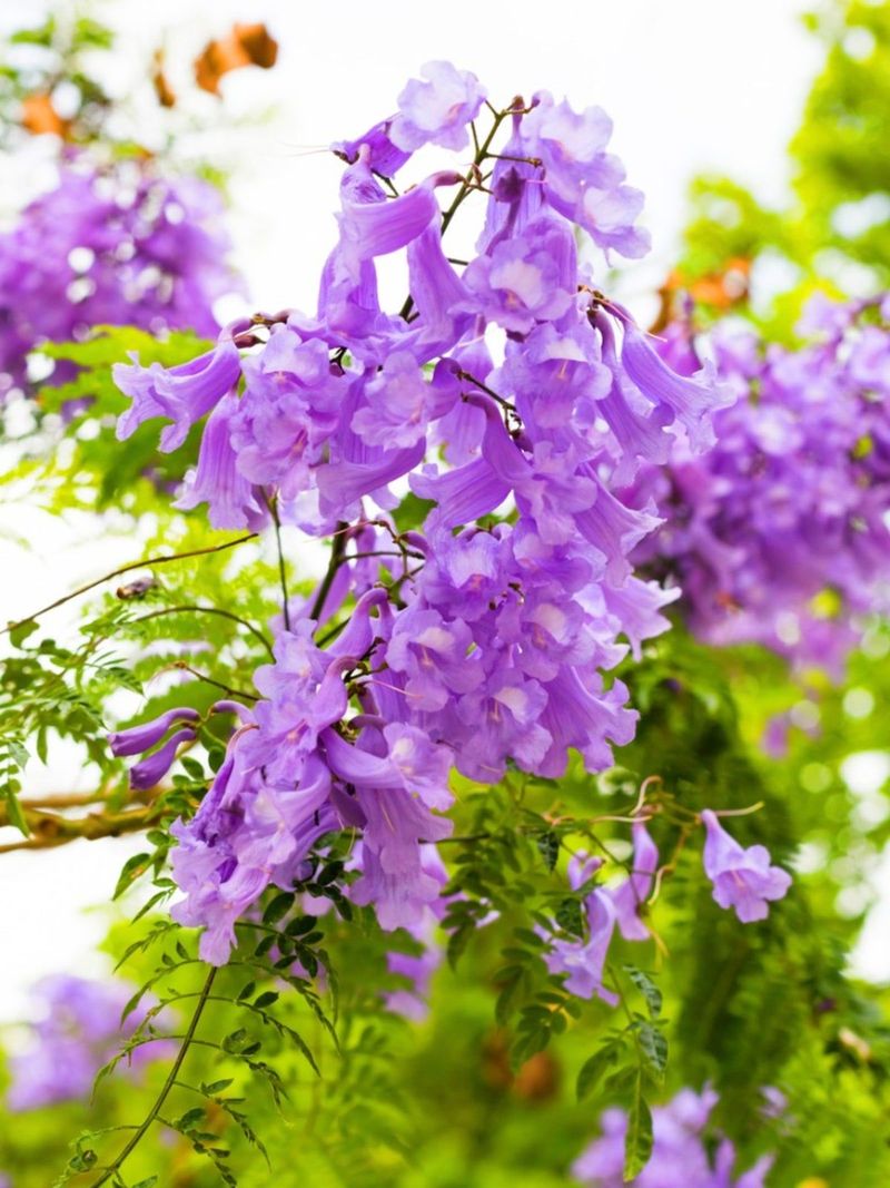 Jacaranda Creates A Purple Spring Show Jacaranda Creates A Purple Spring Show