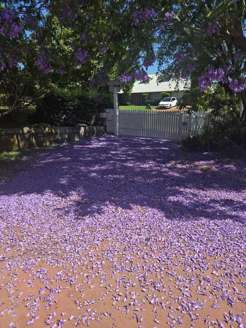 Jacaranda