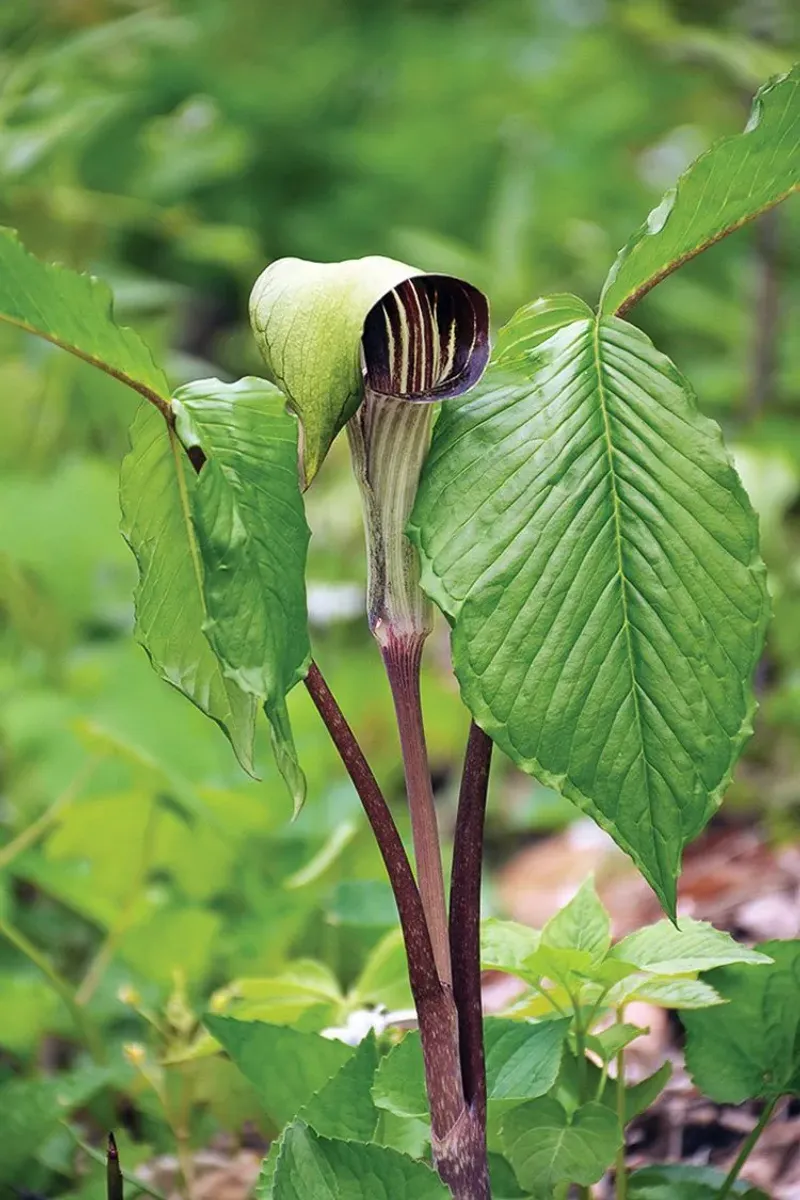 Jack In The Pulpit Adds Woodland Drama Under Trees