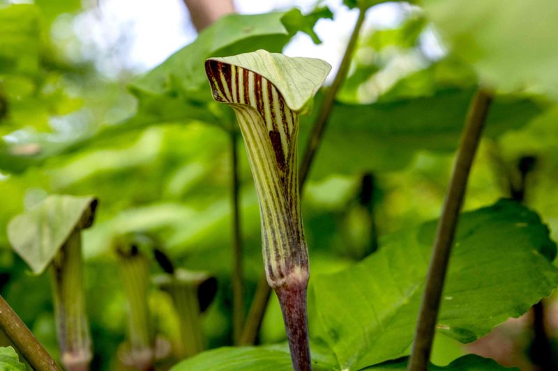 Jack-In-The-Pulpit (Arisaema Triphyllum)