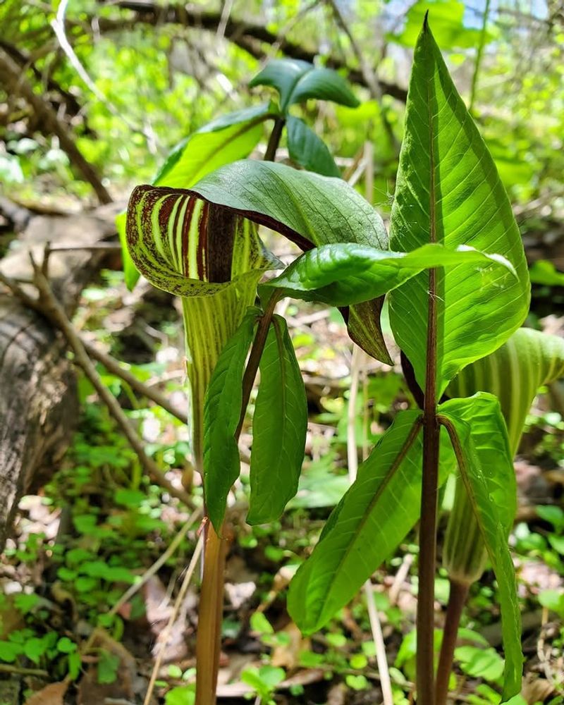 Jack-In-The-Pulpit Jack-In-The-Pulpit