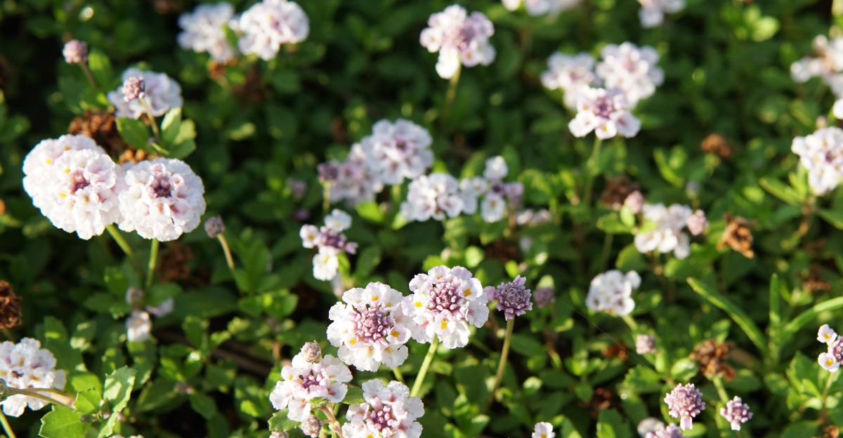 Phyla nodiflora