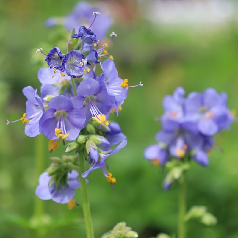 Jacob's Ladder Jacob's Ladder