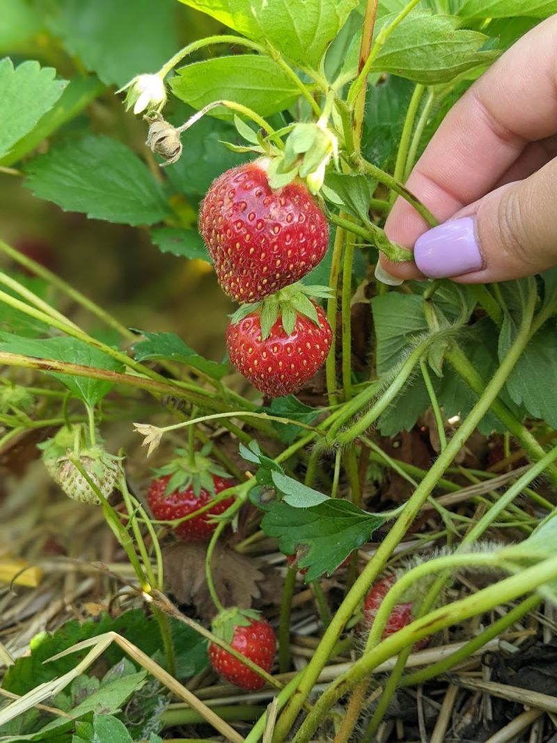 Jacquemin Farms Sends Pickers To Its Marysville Strawberry Field