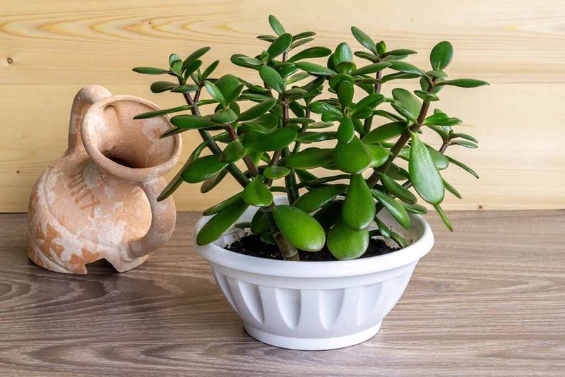Jade Plant Grows Well In Containers