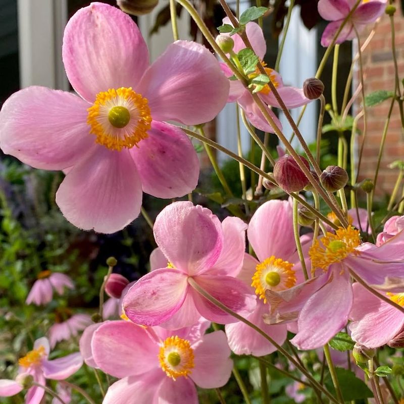Japanese Anemones Bloom Late With Very Little Fuss