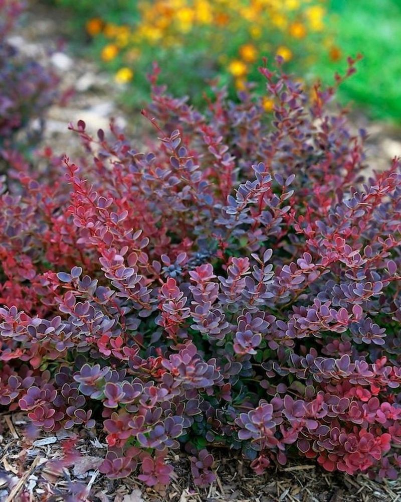 Japanese Barberry Japanese Barberry