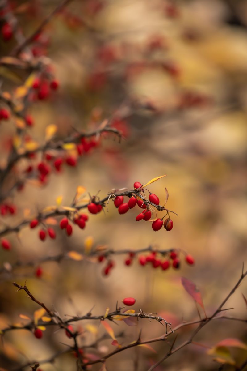 Japanese Barberry Japanese Barberry