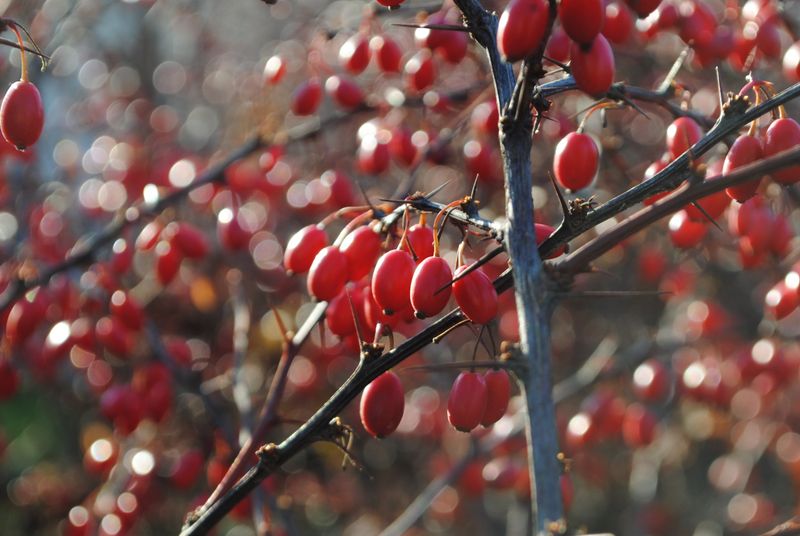 Japanese Barberry Japanese Barberry