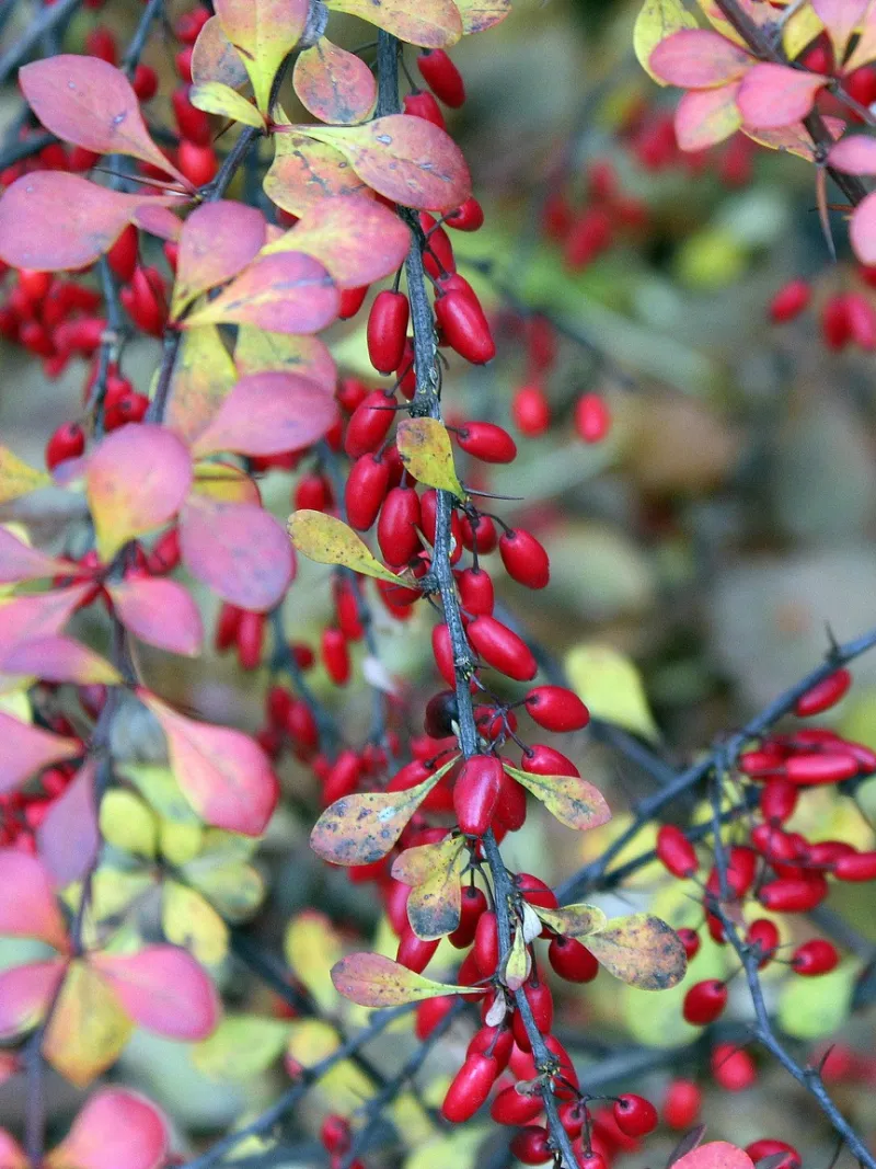 Japanese Barberry Brings Thorny Growth