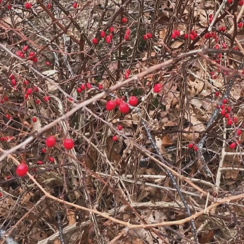 Japanese Barberry Is The Plant To Avoid