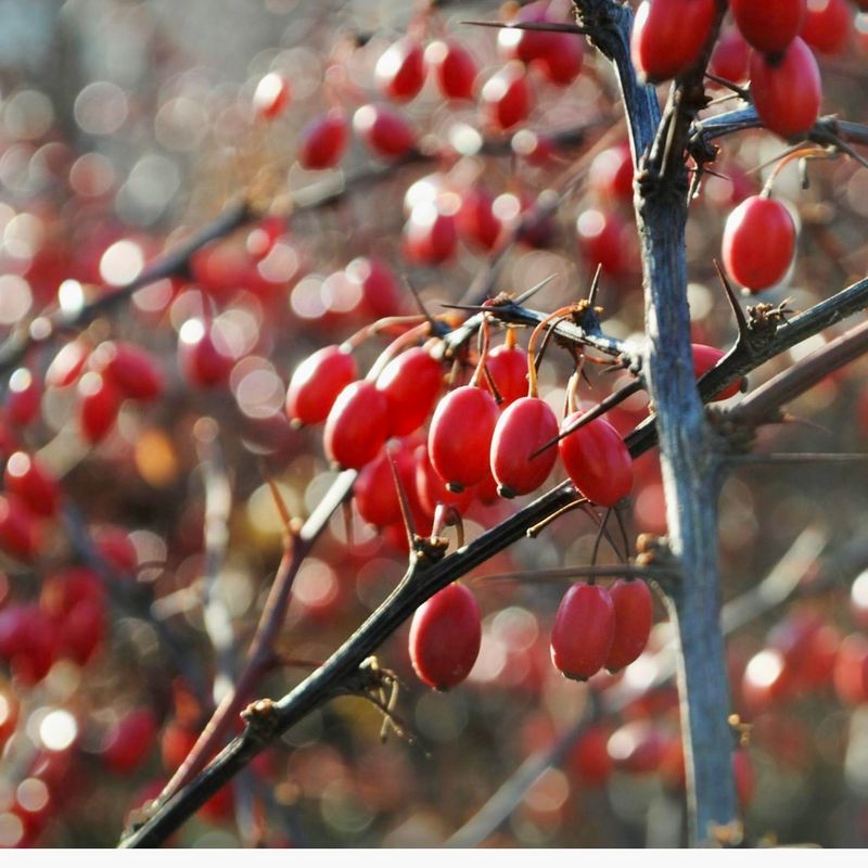 Japanese Barberry Spreads Aggressively Into Michigan Woodlands Japanese Barberry Spreads Aggressively Into Michigan Woodlands