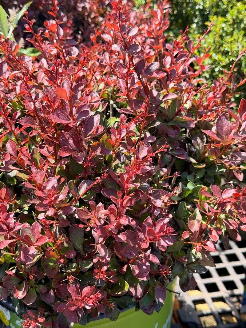 Japanese Barberry Supports Very Few Native Pollinators Japanese Barberry Supports Very Few Native Pollinators