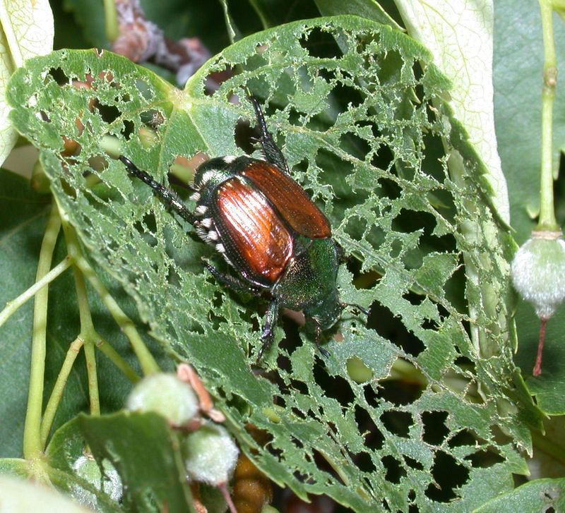 Japanese Beetle Damage Is Hard To Ignore Japanese Beetle Damage Is Hard To Ignore