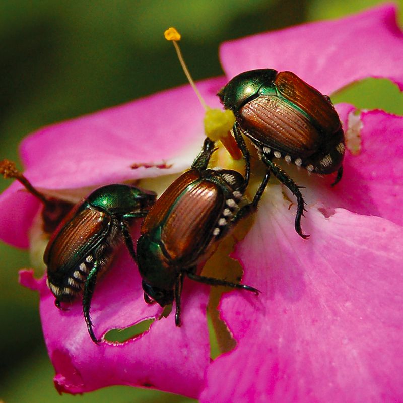 Japanese Beetle - The Threat To Pennsylvania Roses Japanese Beetle - The Threat To Pennsylvania Roses