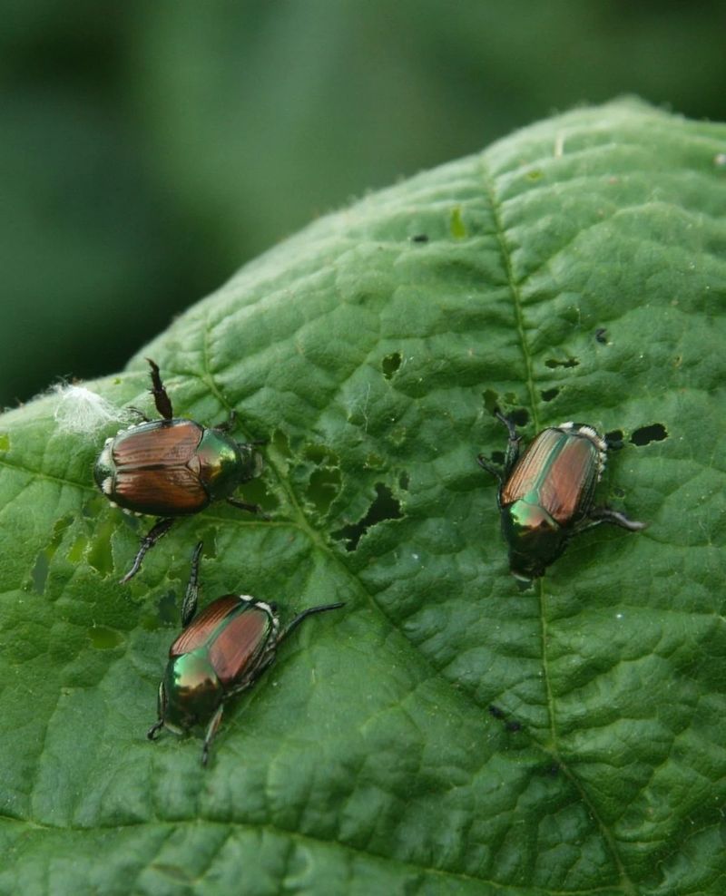 Japanese Beetles