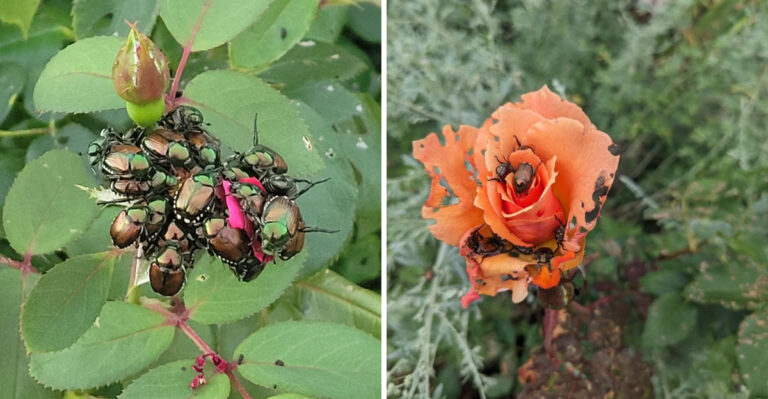 Japanese Beetles Are Already Destroying North Carolina Roses, These Are The Signs You Are Missing