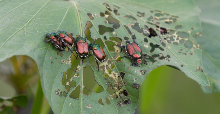 japanese beetles