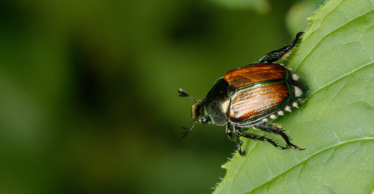Japanese Beetles Are Showing Up In Nebraska, And Here Is How To Stop Them Early