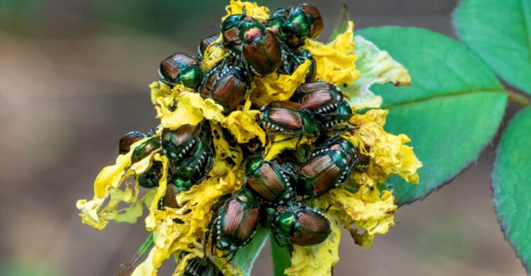 Japanese Beetles Are Spreading In Colorado And Here’s How To Protect Your Garden