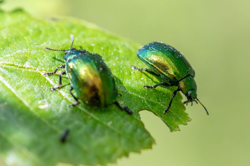 Japanese Beetles Chewing Through Leaves And Blooms