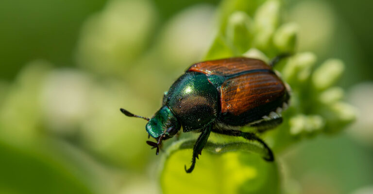 Japanese Beetles Have Arrived In Iowa And Your Garden Needs Attention