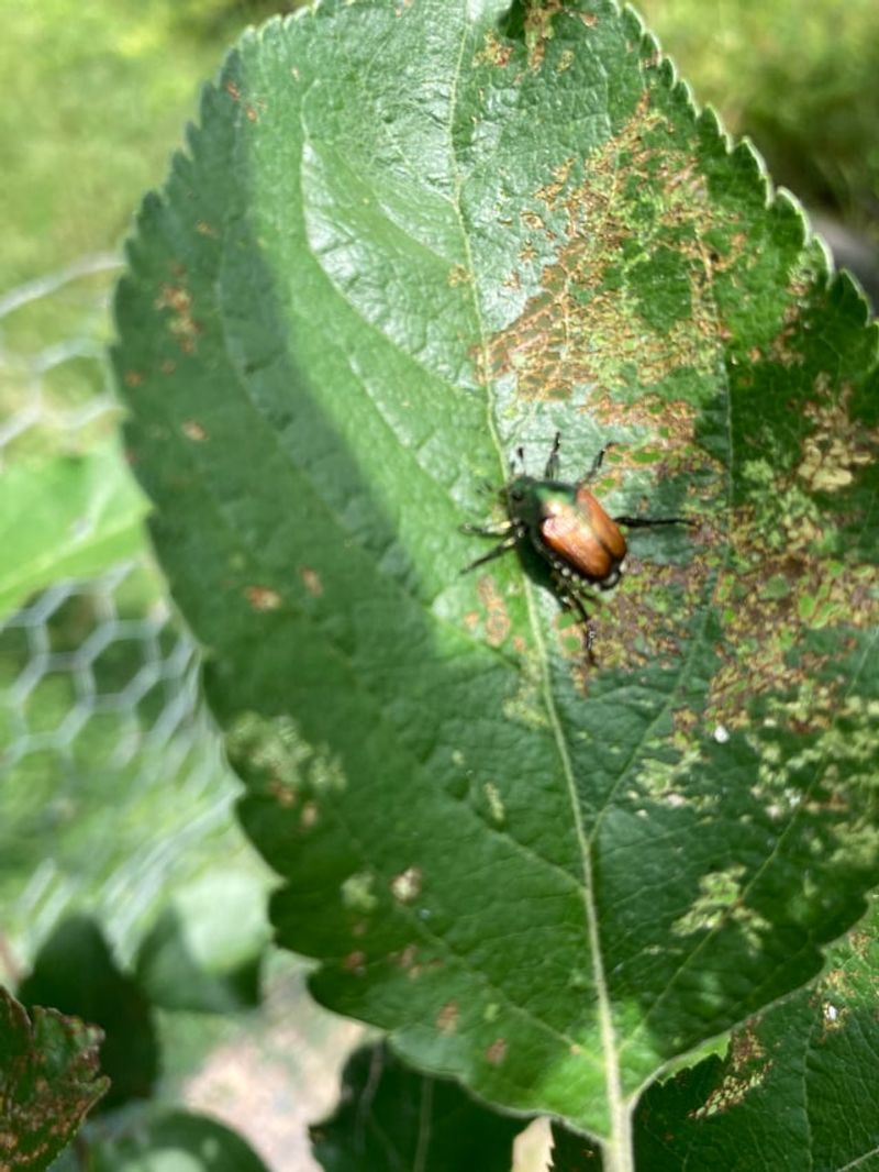 Japanese Beetles Target Young Leaves And Flowers Japanese Beetles Target Young Leaves And Flowers