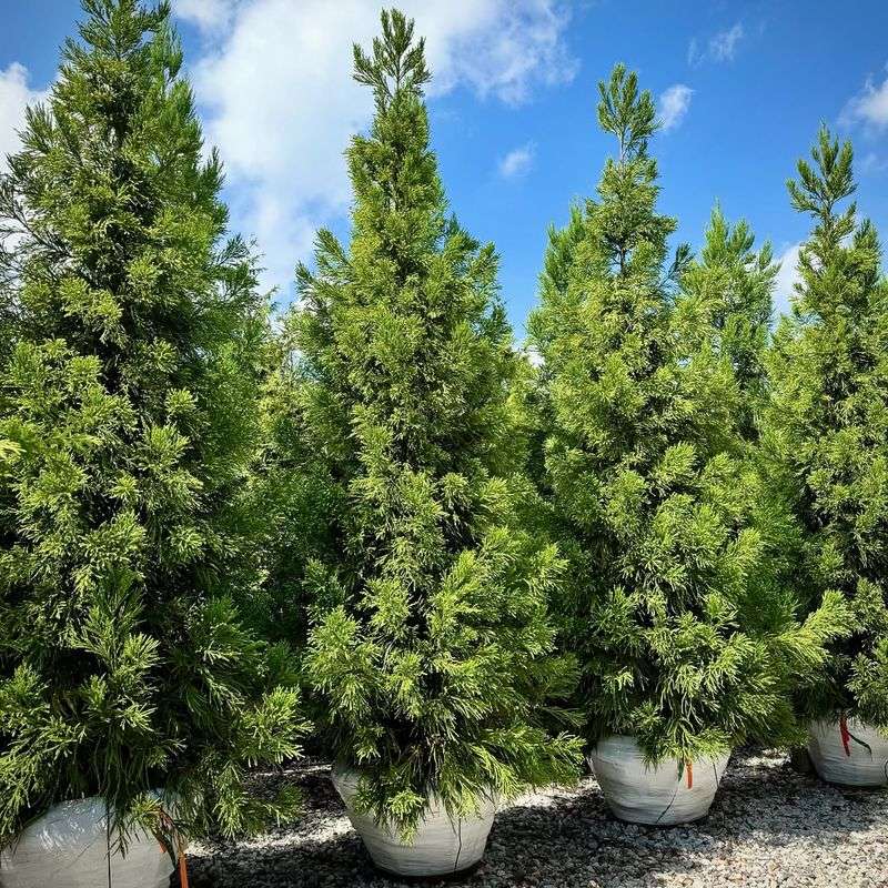 Japanese Cedar Japanese Cedar
