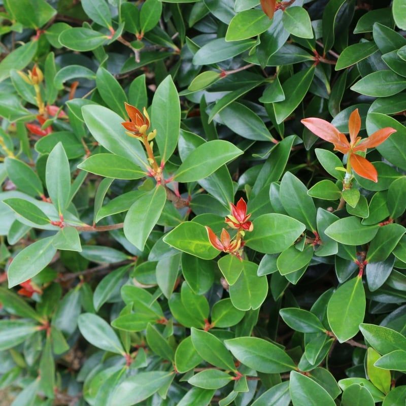 Japanese Cleyera Adds Glossy Green Cover