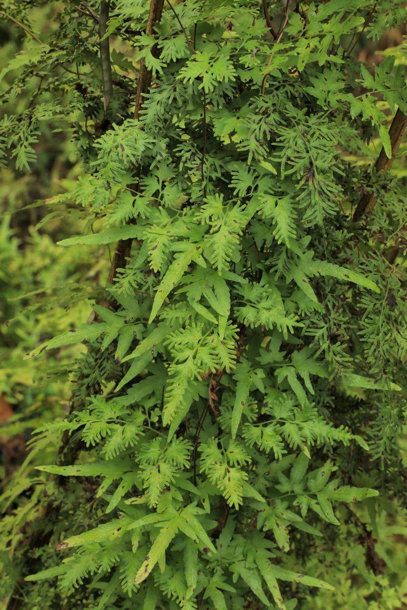 Japanese Climbing Fern Creeps Through Wooded Edges