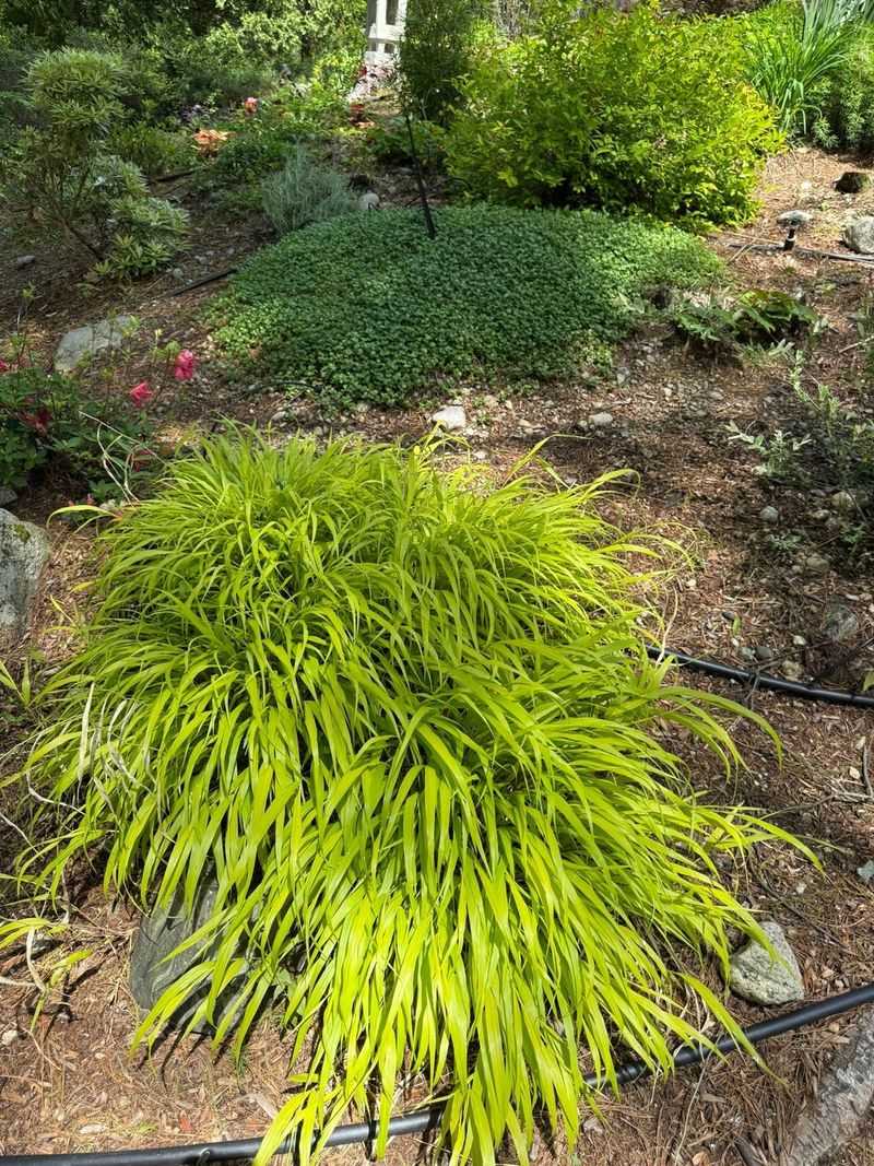 Japanese Forest Grass Brightens Shady Paths Japanese Forest Grass Brightens Shady Paths