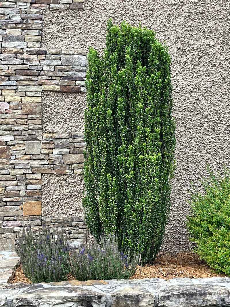 Japanese Holly Mimics Boxwood But Needs The Right Site Japanese Holly Mimics Boxwood But Needs The Right Site