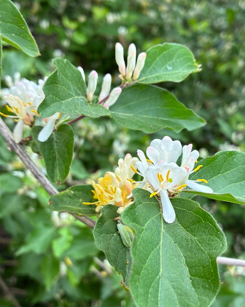 Japanese Honeysuckle Japanese Honeysuckle