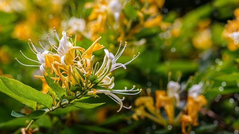 Japanese Honeysuckle 