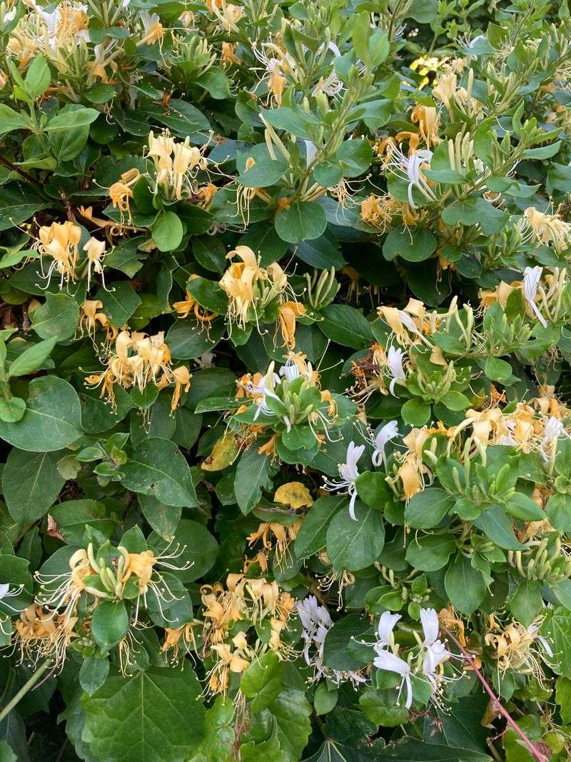 Japanese Honeysuckle Crowds Borders Japanese Honeysuckle Crowds Borders