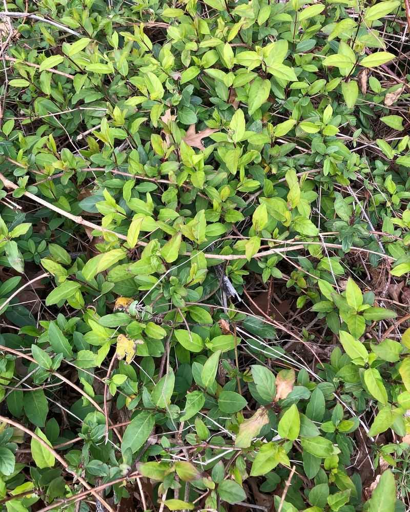 Japanese Honeysuckle Is Not Worth The Trouble