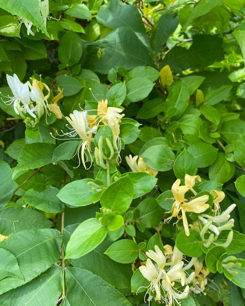 Japanese Honeysuckle Spreads Far Beyond Garden Beds
