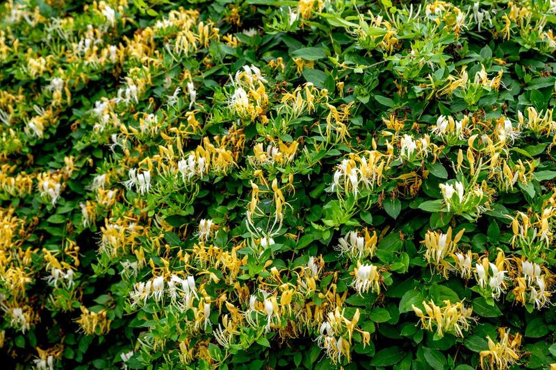 Japanese Honeysuckle Spreads Through Yard Borders