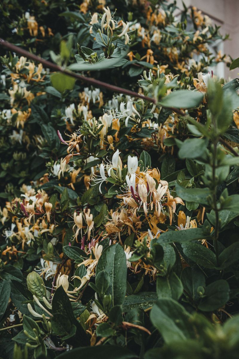 Japanese Honeysuckle