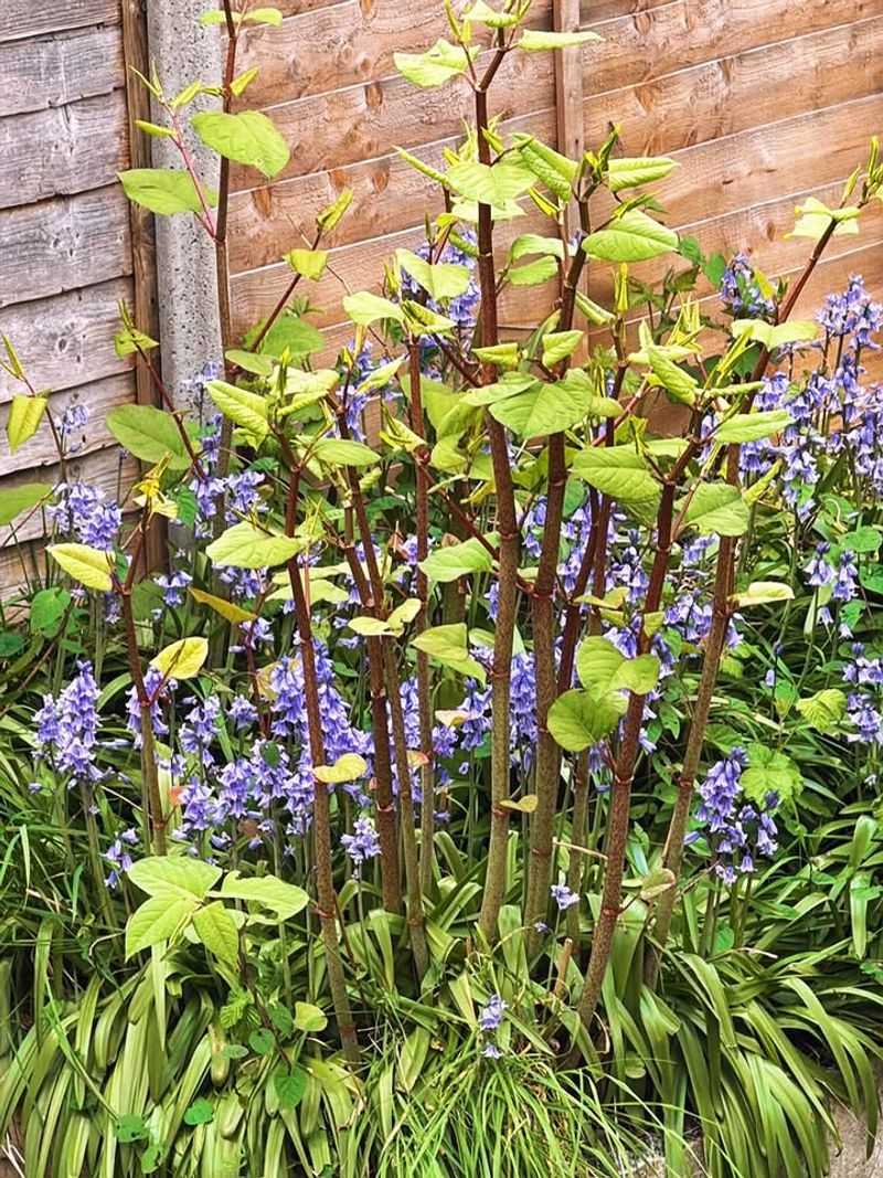 Japanese Knotweed Japanese Knotweed
