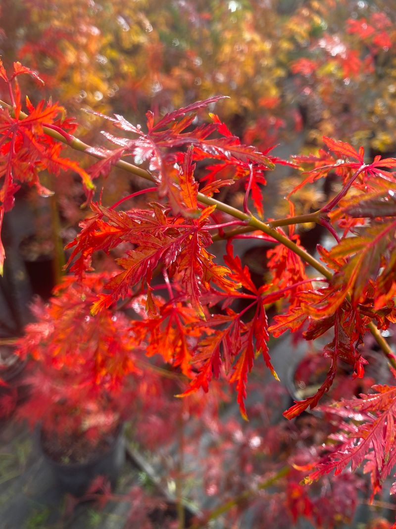 Japanese Maple 