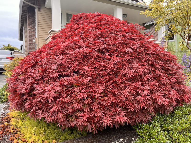 Japanese Maples Soften Hard Yard Edges