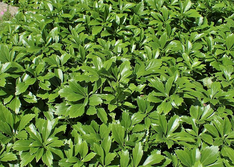 Japanese Pachysandra Spreads Where Leafy Native Beds Belong