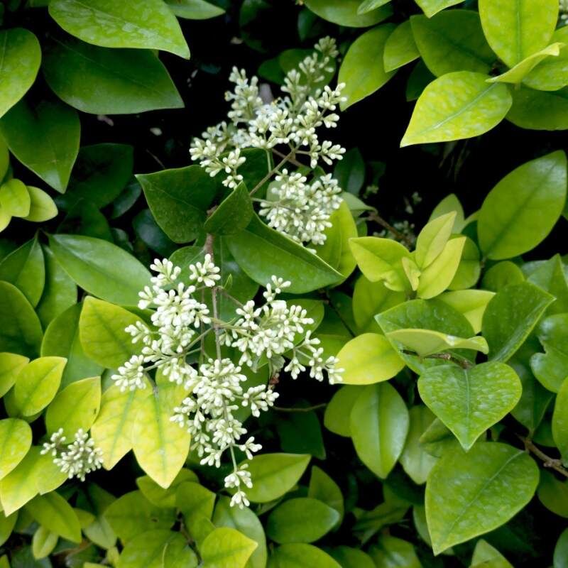 Japanese Privet Japanese Privet