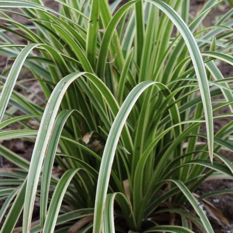 Japanese Sedge Gives Borders A Tidy Shape Japanese Sedge Gives Borders A Tidy Shape