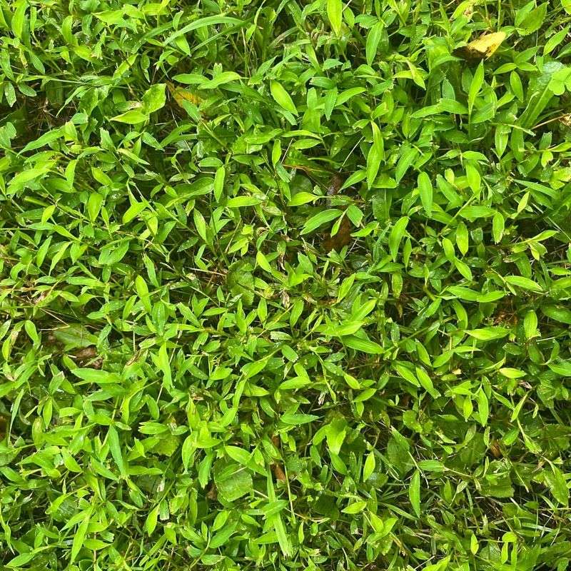 Japanese Stiltgrass